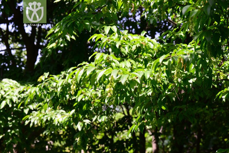 鹅耳枥(carpinus turczaninowii) (15).