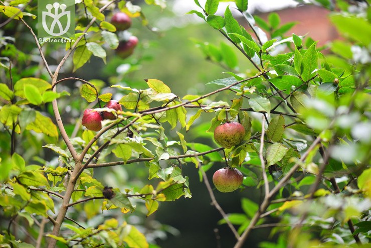 毛果猴子木(camellia yunnanensis var. camellioides) (1).