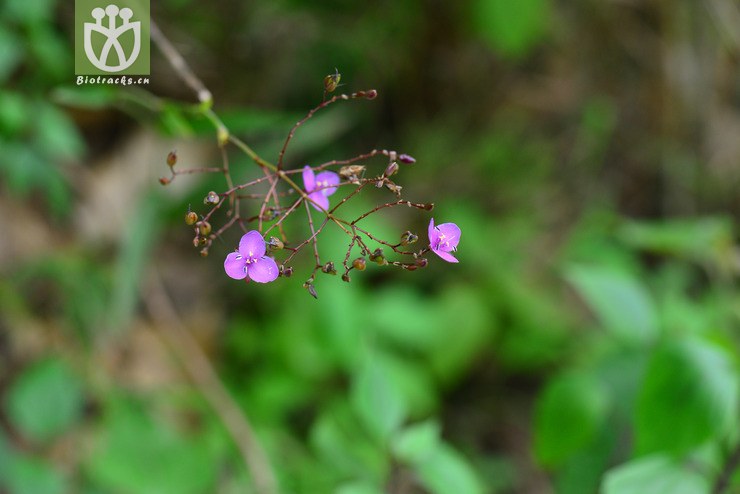 紫背鹿衔草(murdannia divergens) (4).