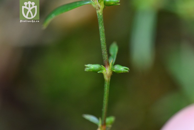 纤花耳草(hedyotis angustifolia) (7).