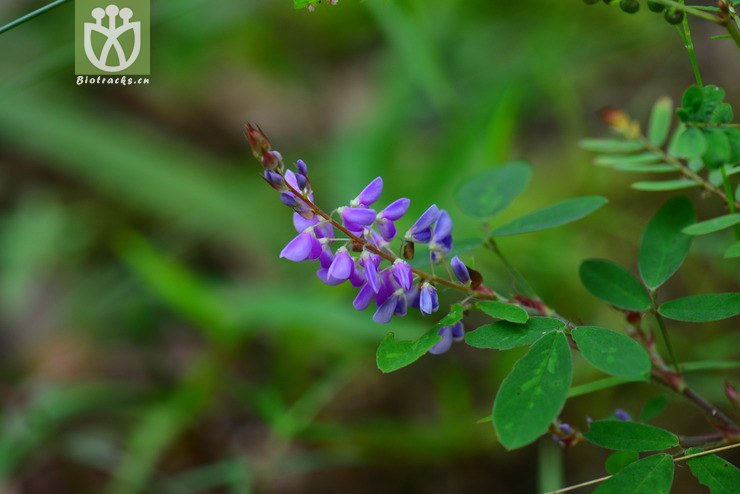 假地豆(desmodium heterocarpon) (4).