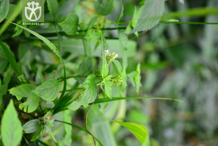 香茜(carlemannia tetragona(8.jpg 相邻时间拍摄的照片 张