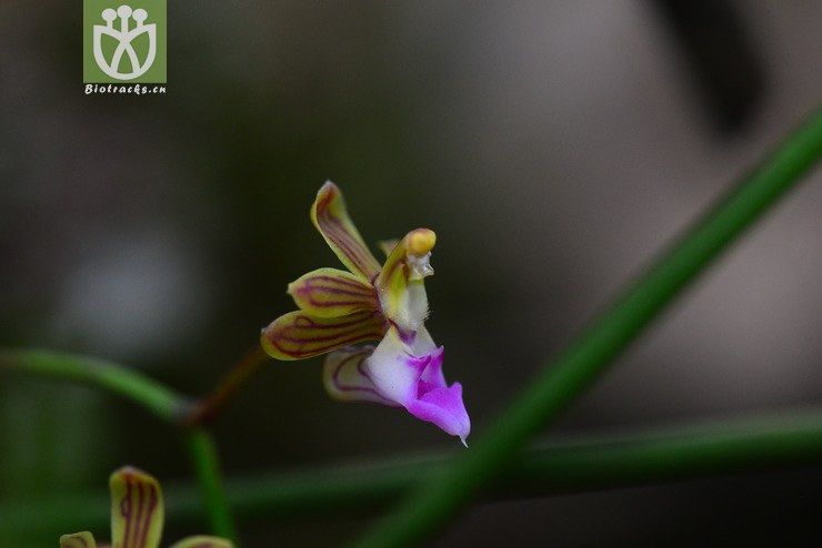 毛柱隔距兰(cleisostoma simondii(4.