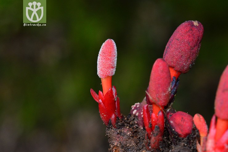 軨(balanophora laiflora) (14).jpg