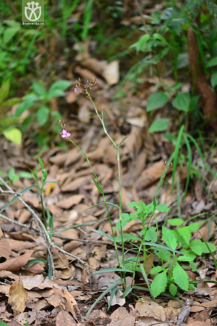 紫背鹿衔草(murdannia divergens) (0).