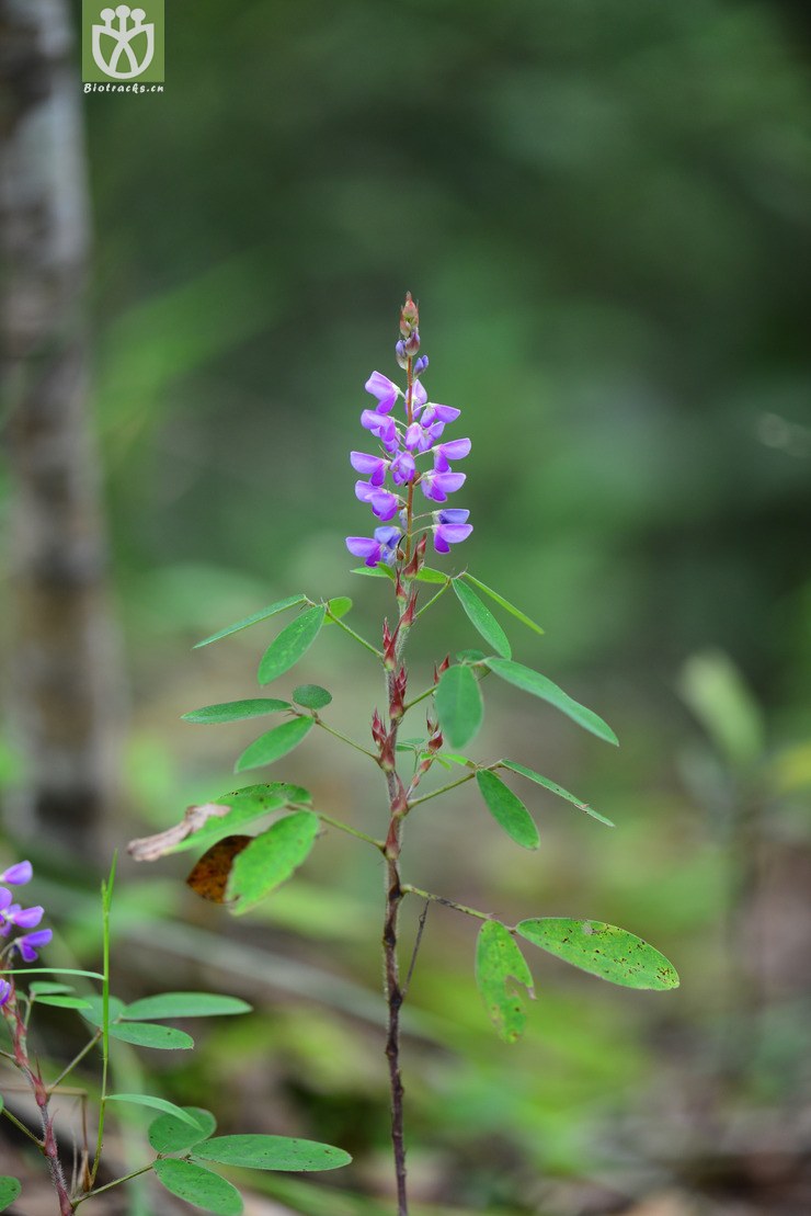 假地豆(desmodium heterocarpon(2.