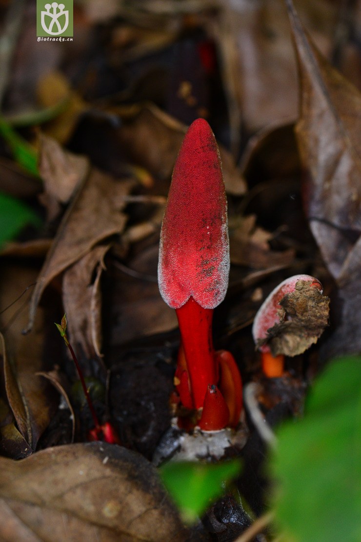 軨(balanophora laiflora) (35).jpg