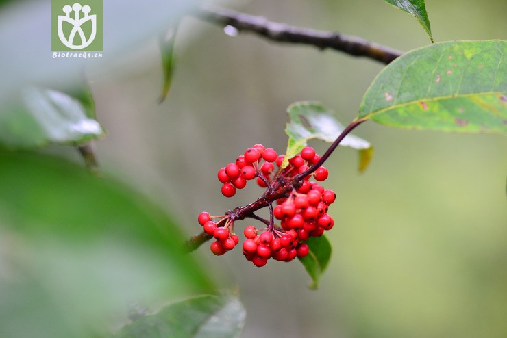 多脉冬青(ilex polyneura) (3).jpg 相邻时间拍摄的照片      张