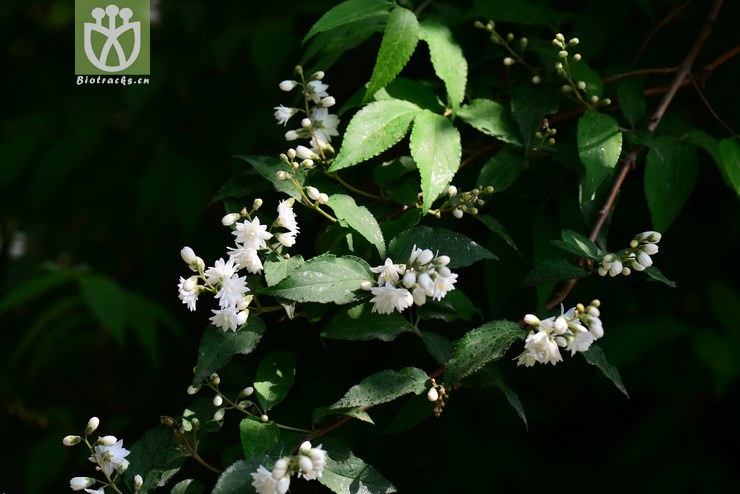 齿叶溲疏(deutzia crenata'pride of rochester(7.