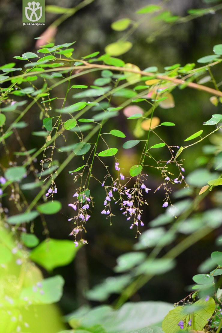 45% 肾叶山蚂蝗(desmodium renifolium) (4).