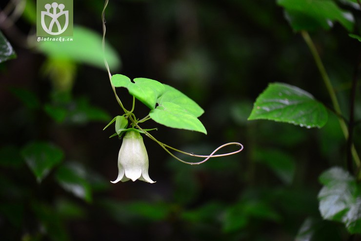 金钱豹(campanumoea javanica subsp. japonica) (2).