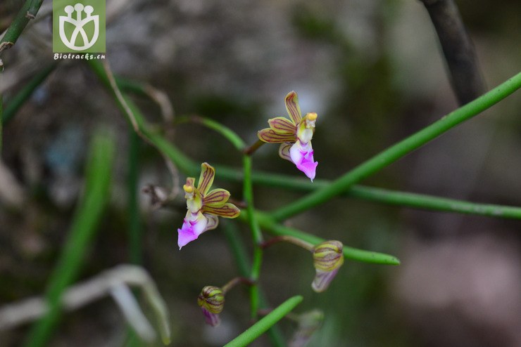 毛柱隔距兰(cleisostoma simondii(2.