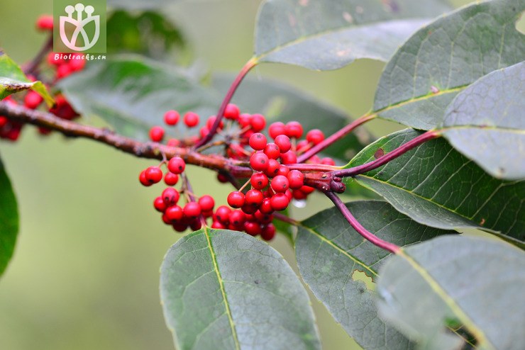 多脉冬青(ilex polyneura) (2).jpg 相邻时间拍摄的照片      张