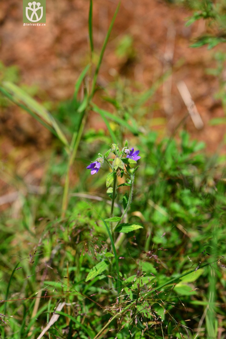 西南风铃草(campanula colorata) (8).