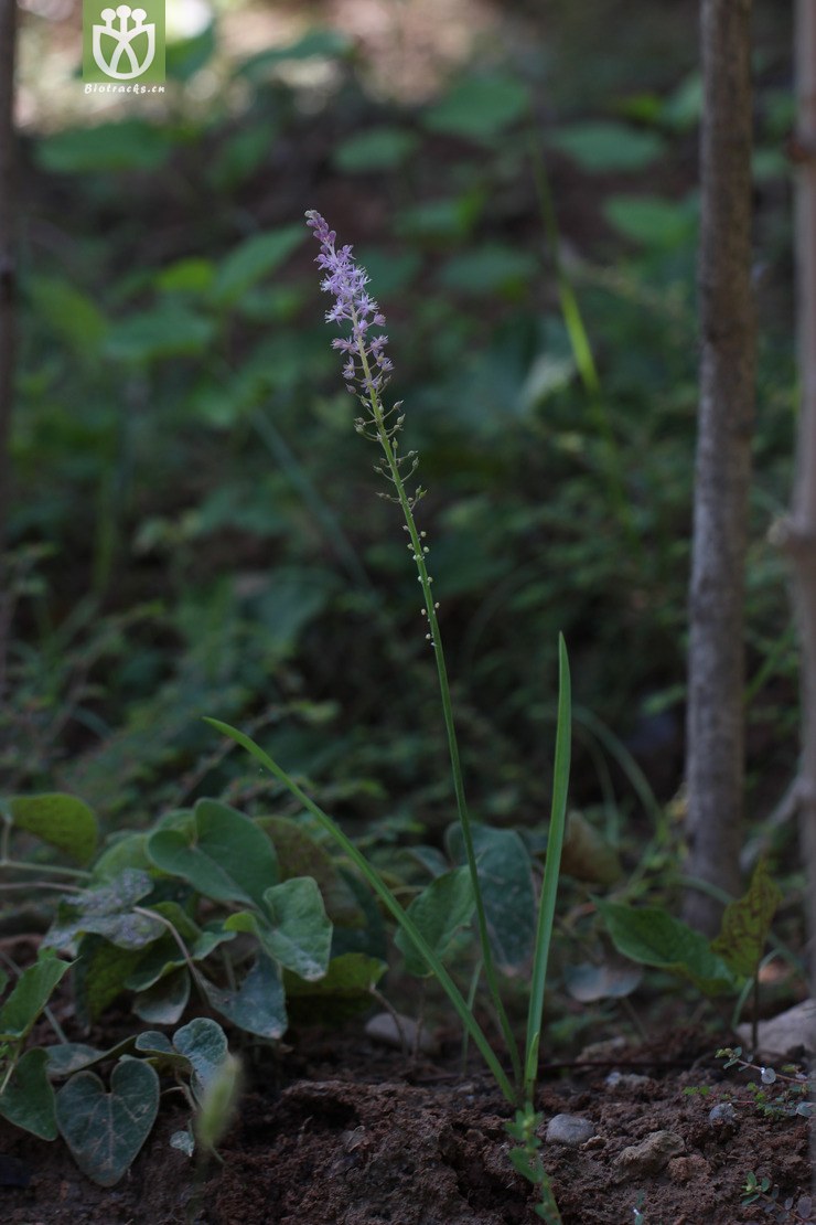 绵枣儿(barnardia japonica(2.jpg 相邻时间拍摄的照片 张