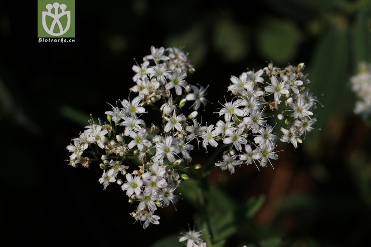 100% 长蕊石头花(gypsophila oldhamiana) (4).