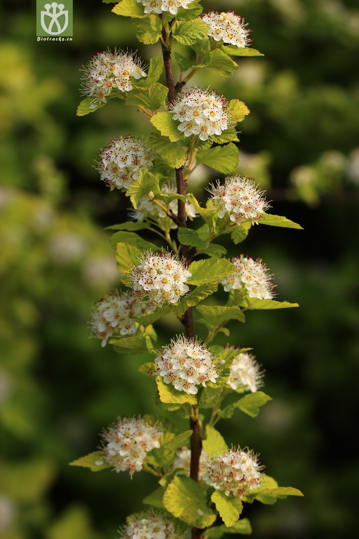 风箱果(physocarpus amurensis) (3).