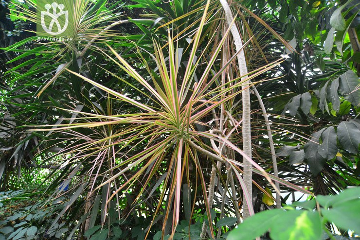 红边龙血树(dracaena marginata) (0).