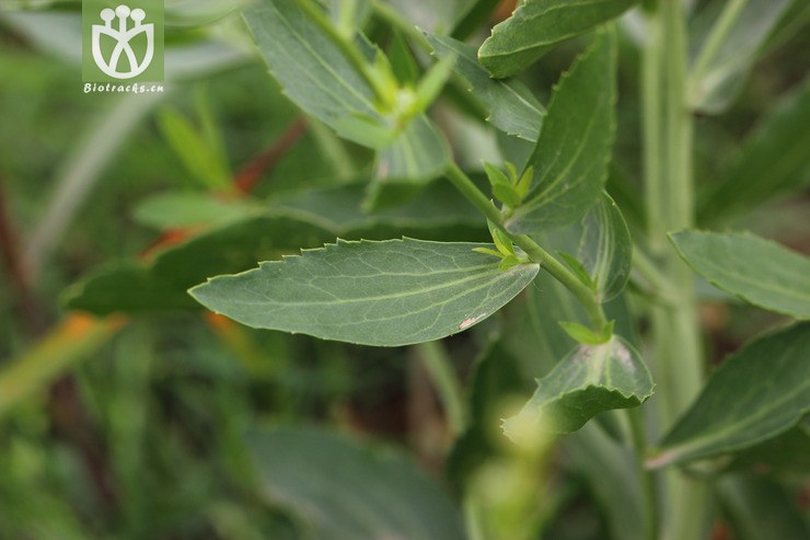 宽叶独行菜(lepidium latifolium) (3).