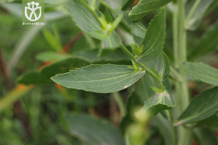 宽叶独行菜(lepidium latifolium(3.