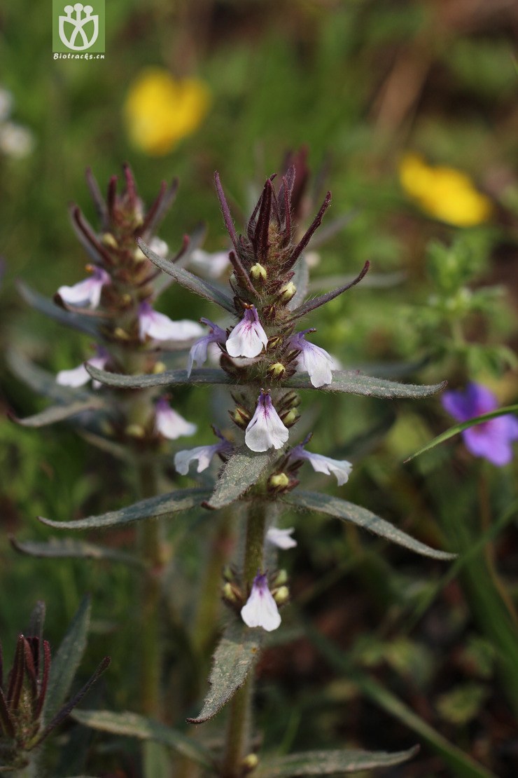 线叶筋骨草(ajuga linearifolia) (1).