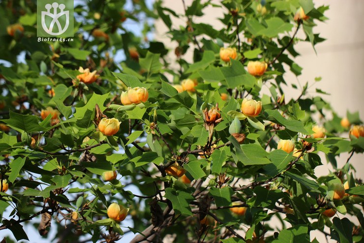 杂种鹅掌楸(liriodendron chinense × tulipifera) (14).