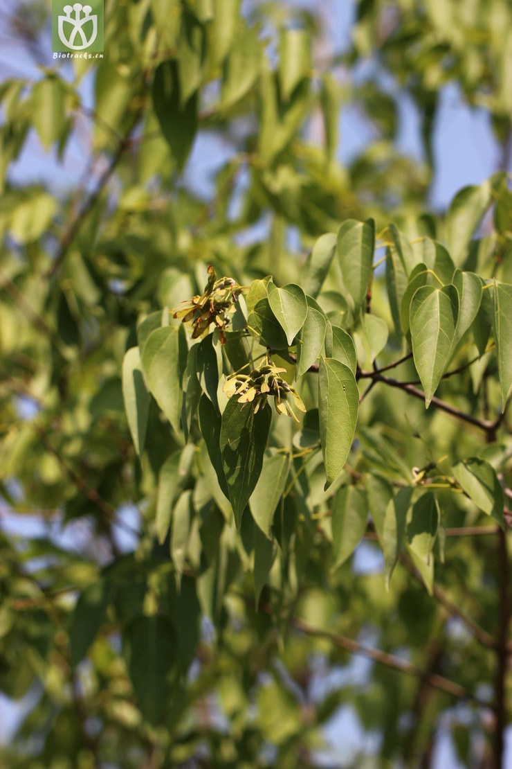 飞蛾槭(acer oblongum) (3).jpg 相邻时间拍摄的照片      张