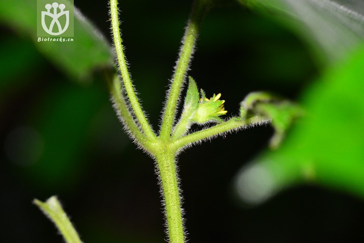 山蟛蜞菊(wedelia wallichii) (4).jpg 相邻时间拍摄的照片      张