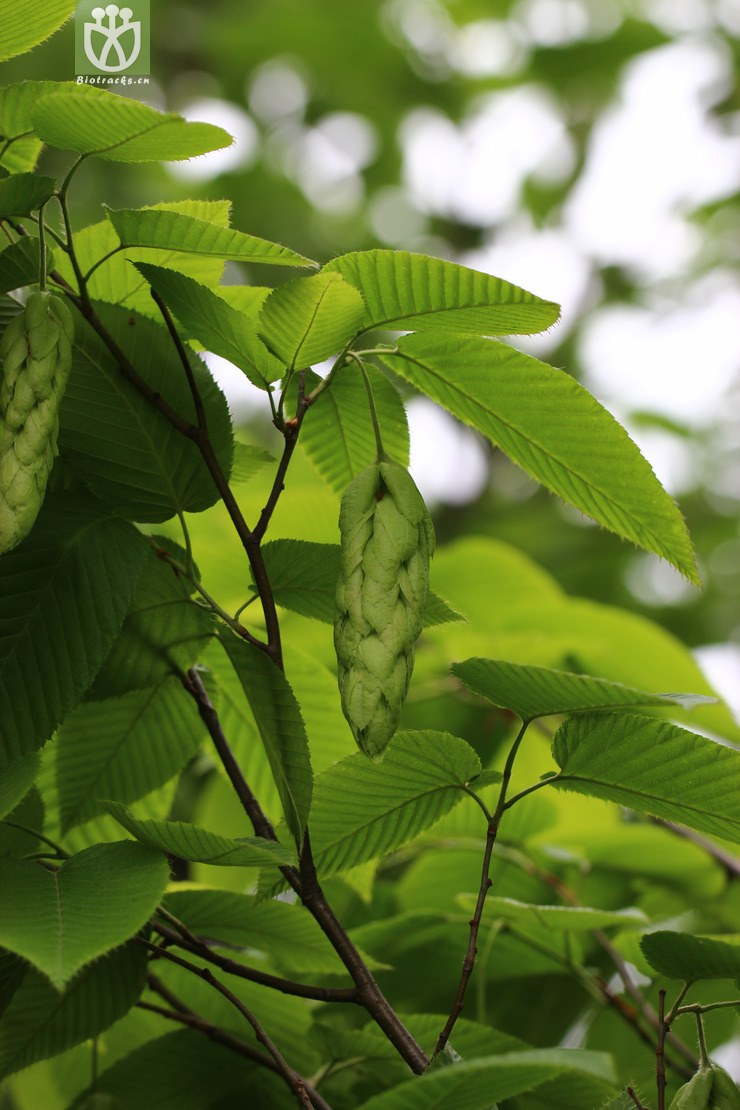 千金榆(carpinus cordata(2.jpg 相邻时间拍摄的照片 张