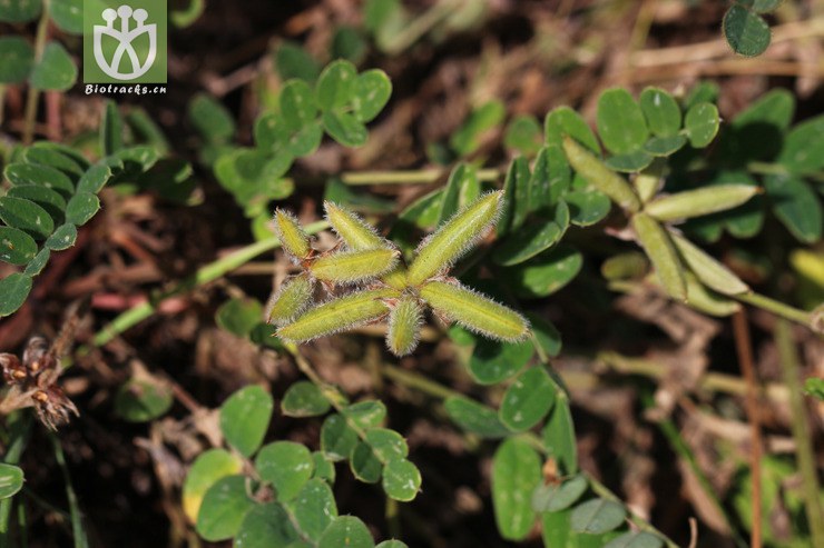 少花米口袋(gueldenstaedtia verna) (1).