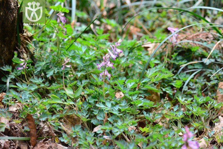 金钩如意草(corydalis taliensis) (3).