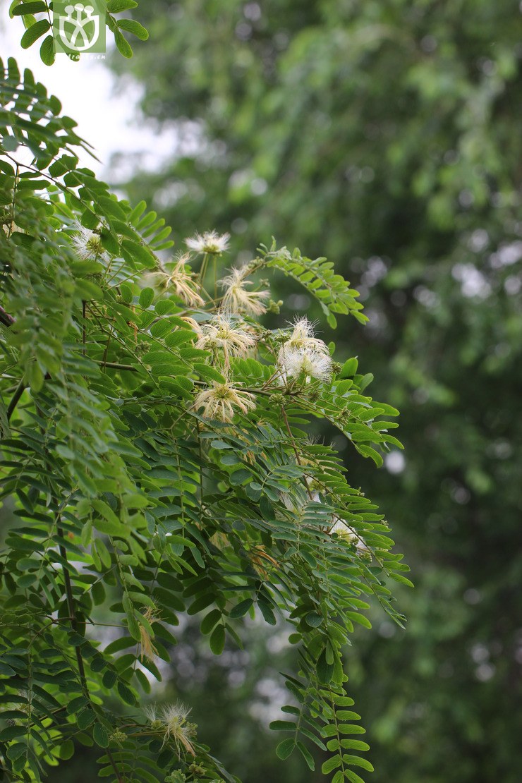 山槐(albizia kalkora) (3).jpg 相邻时间拍摄的照片      张