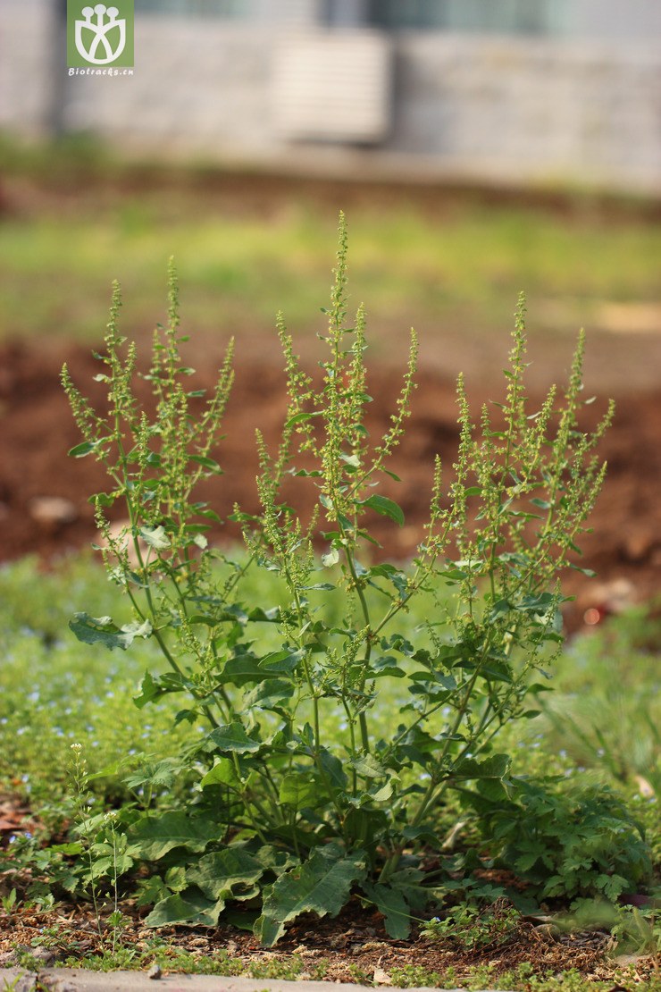 齿果酸模(rumex dentatus(15.jpg 相邻时间拍摄的照片 张