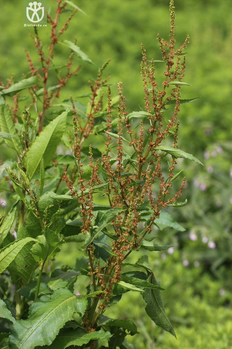 钝叶酸模(rumex obtusifolius(12.jpg 相邻时间拍摄的照片 张