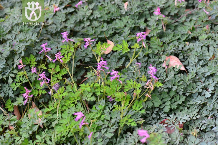 金钩如意草(corydalis taliensis) (4).