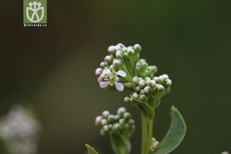 宽叶独行菜(lepidium latifolium(1.
