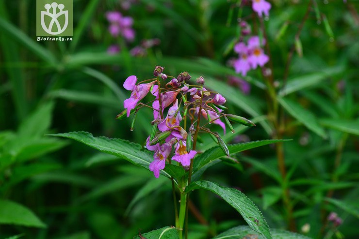 滇水金凤(impatiens uliginosa(4.jpg 相邻时间拍摄的照片 张