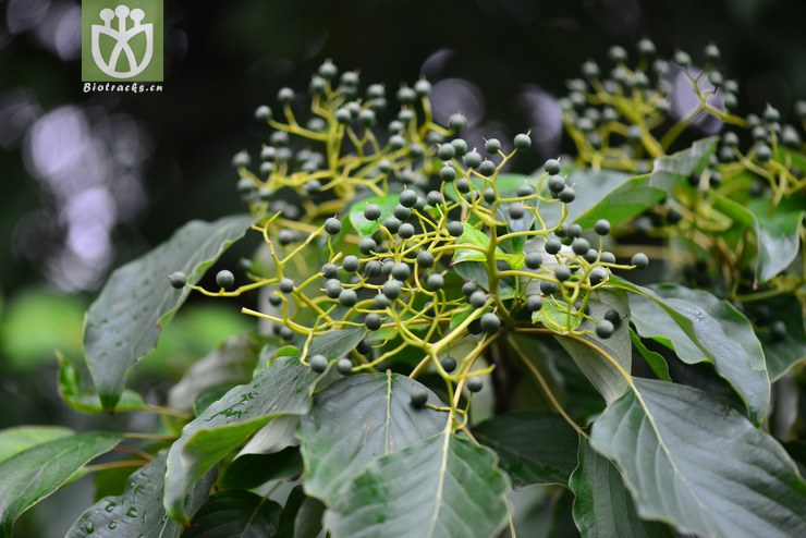 灯台树(cornus controversa(1.jpg 相邻时间拍摄的照片 张