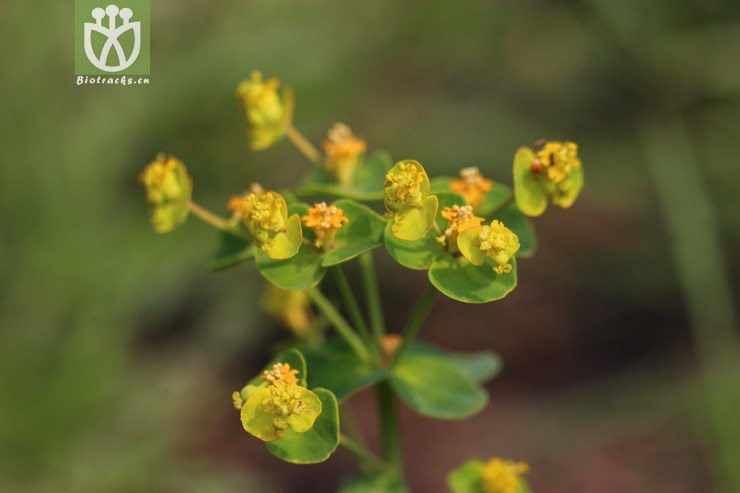 (euphorbia kani) (7).jpg