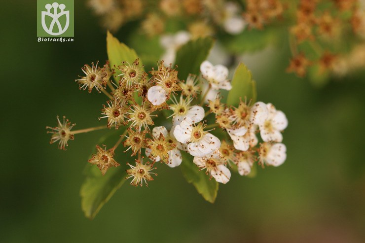 李叶绣线菊(spiraea prunifolia) (1).