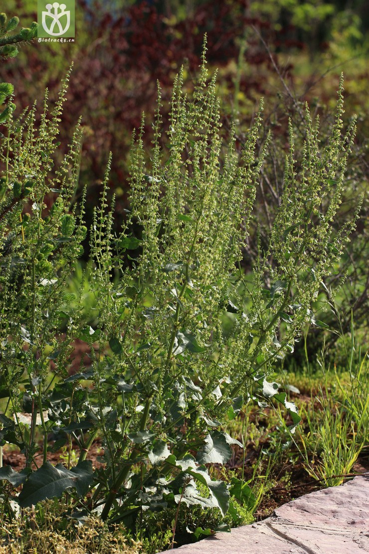 齿果酸模(rumex dentatus(0.jpg 相邻时间拍摄的照片 张