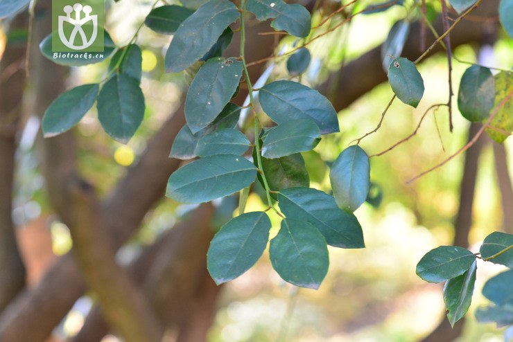 100 滇鼠刺(itea yunnanensis(8.jpg