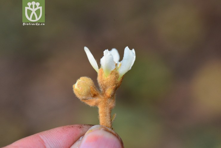 枇杷(eriobotrya japonica) (8).jpg 相邻时间拍摄的照片      张