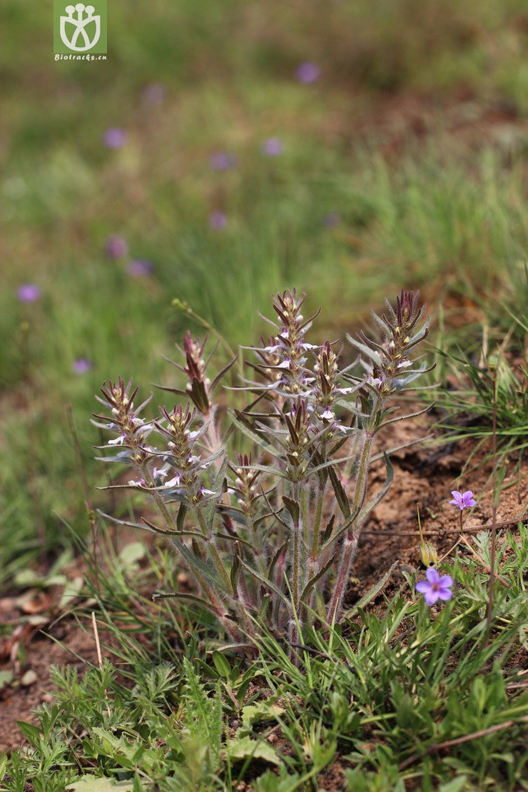 线叶筋骨草(ajuga linearifolia) (0).