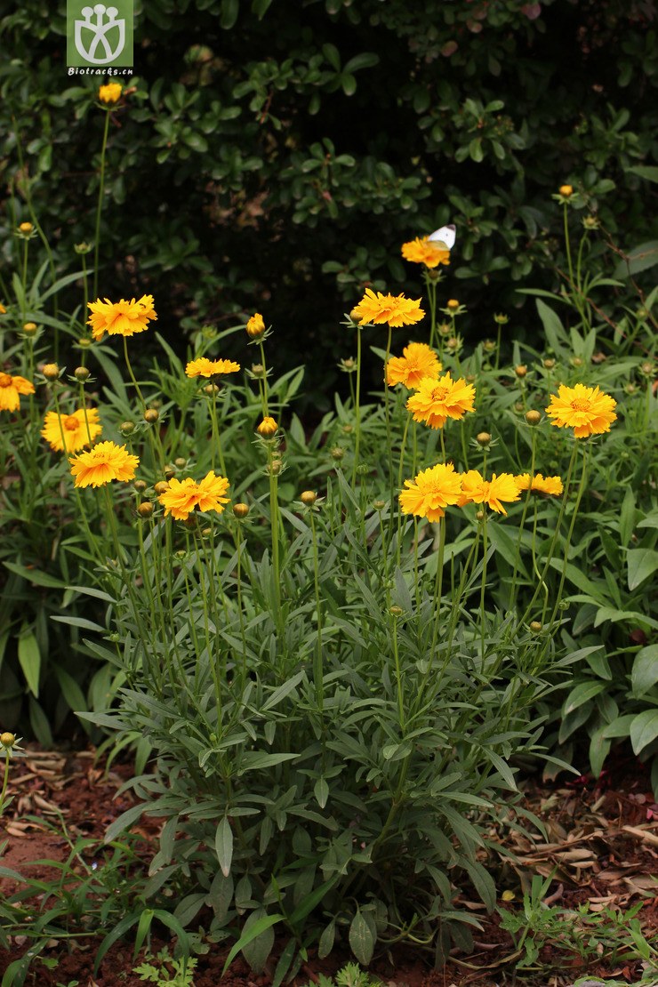 剑叶金鸡菊(coreopsis lanceolata) (8).