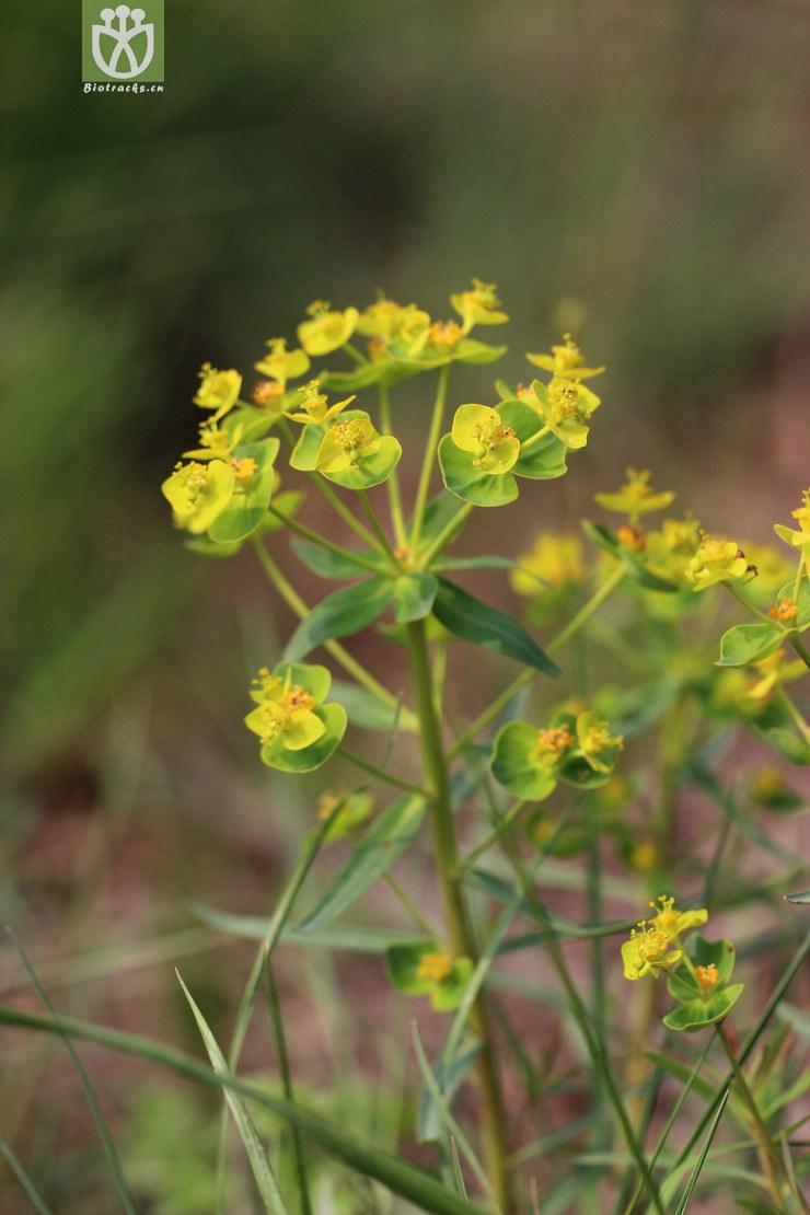 甘遂(euphorbia kansui) (0).jpg 相邻时间拍摄的照片      张