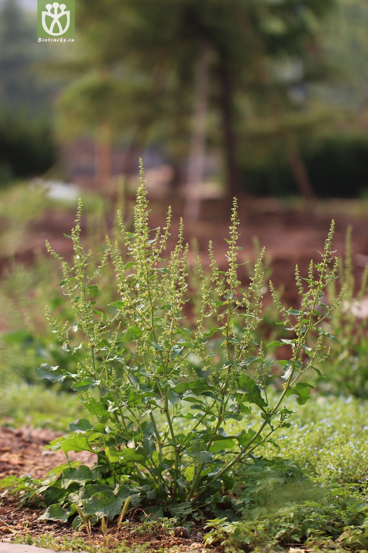 齿果酸模(rumex dentatus(14.jpg 相邻时间拍摄的照片 张