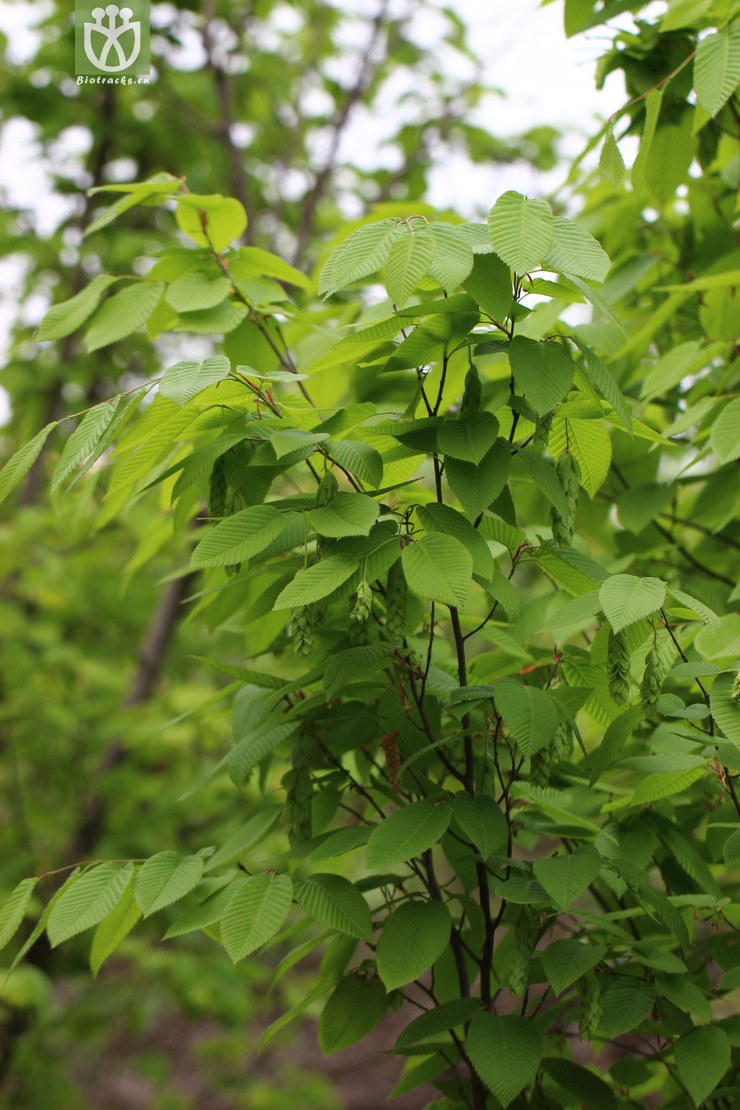 千金榆(carpinus cordata) (0).jpg 相邻时间拍摄的照片      张