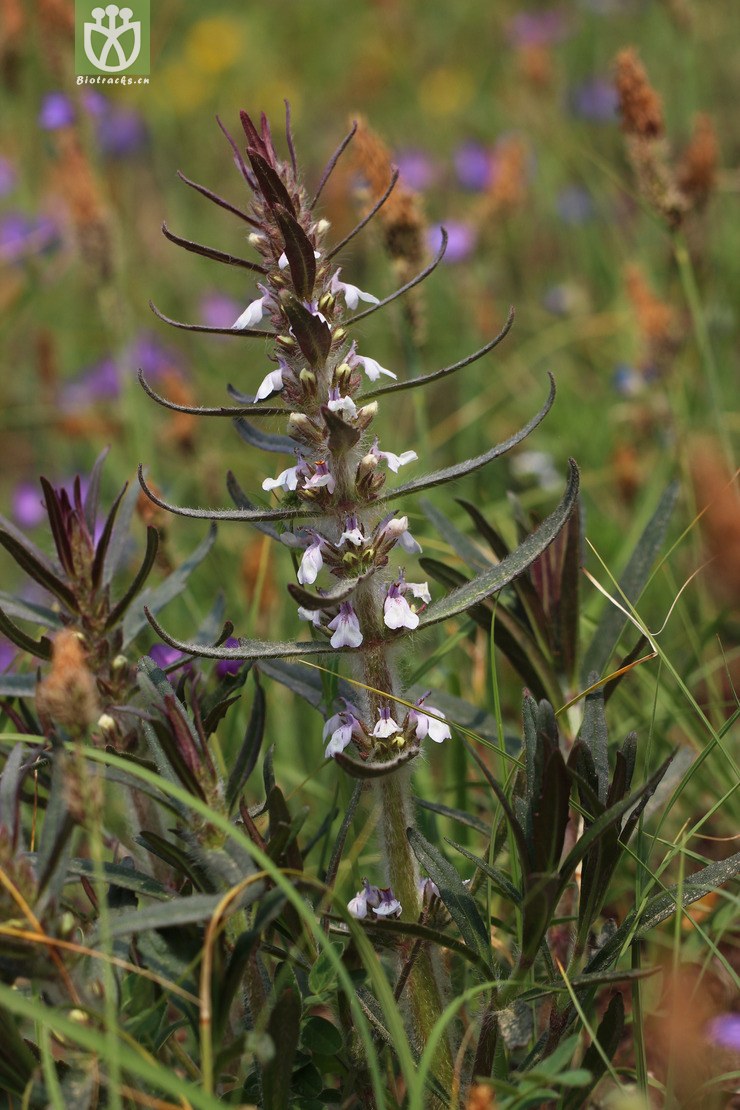 线叶筋骨草(ajuga linearifolia) (7).