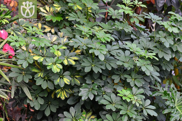 鹅掌藤(schefflera arboricola(0.jpg 相邻时间拍摄的照片 张